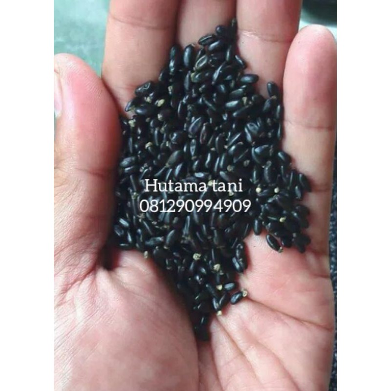 Jual Benih Akasia Krassikarpa Krasikarpa Acacia Crassicarpa 100 Gram