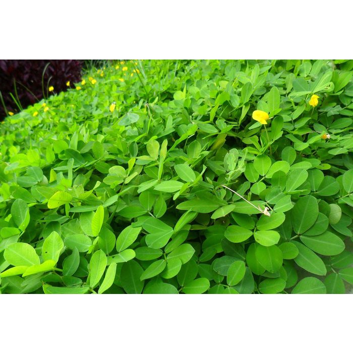 Jual Tanaman hias landep/kacang-kacangan tanaman hias hidup landep atau ...
