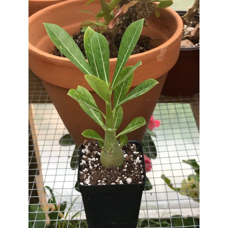 Jual Tanaman Bibit Bunga Kamboja Adenium Black Lady - Tanaman Hias ...