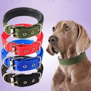 Jual Anjing Lucu Terlengkap & Harga Terbaru Juli 2025