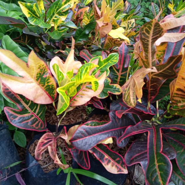 Jual Pohon hias puring z | Shopee Indonesia