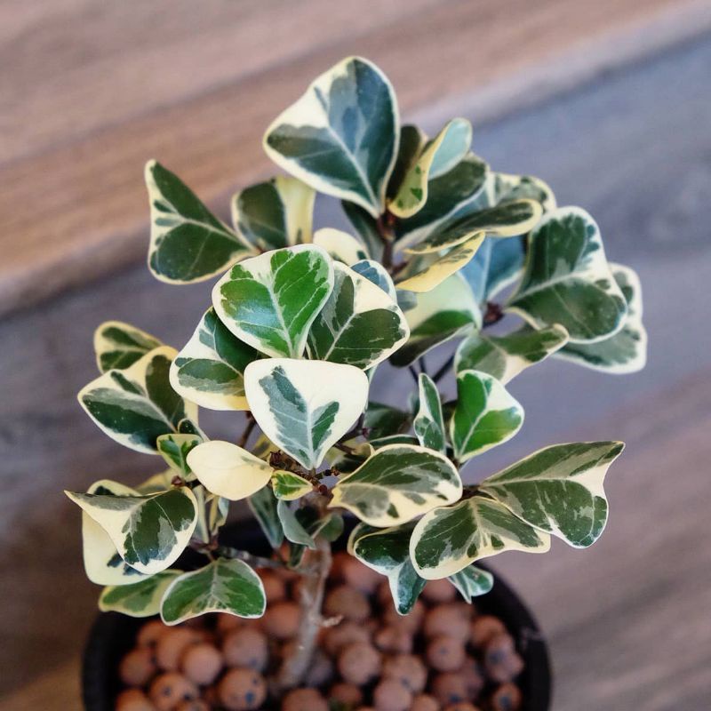 Jual Tanaman Hias Pohon Beringin Ficus Varigata Bibit Bunga Kupu Kupu ...