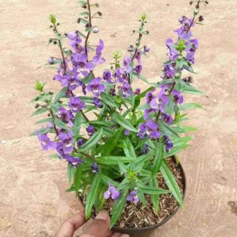 Jual Tanaman hias lavender angelonia bunga ungu | Shopee Indonesia