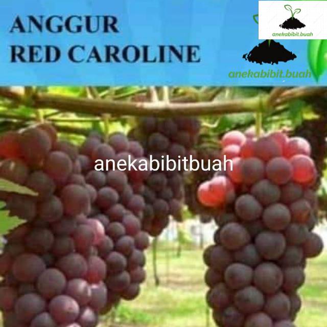 Jual BIBIT ANGGUR RAMBAT JENIS SUPER (hijau, merah, hitam) | Shopee ...