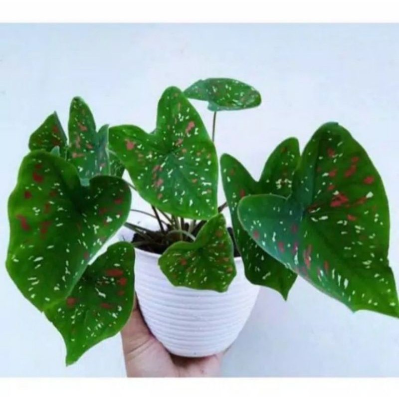 Jual Pohon Keladi Three Colour Tanaman Hias Keladi Tri Color | Shopee ...