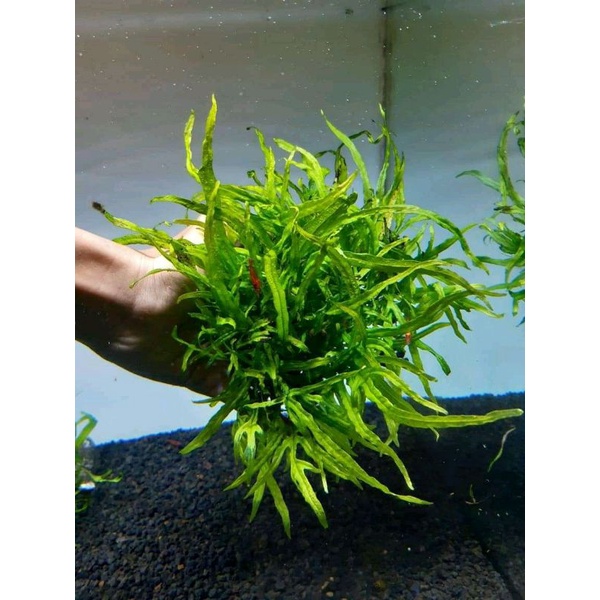 Jual Kadaka Mini Trident Microsorum Trident (Tanaman Aquascape ...