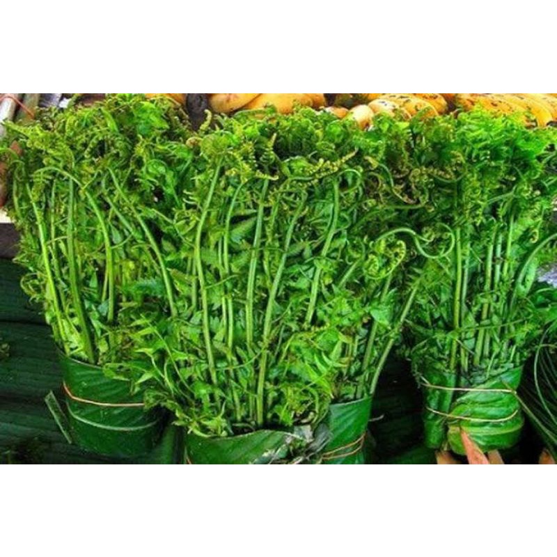 Jual Pakis Sayur 1kg Pakis Hutan Segar | Shopee Indonesia