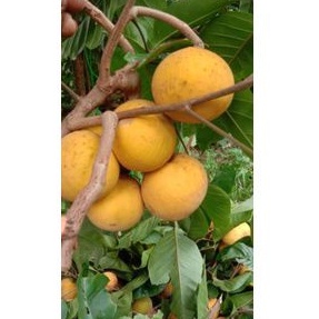 Jual kecapi kampung 2kg | Shopee Indonesia