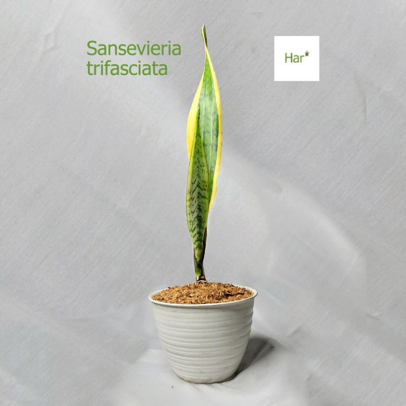 Jual Tanaman Hias Lidah Mertua / Sansevieria Trifasciata / Sansivera ...