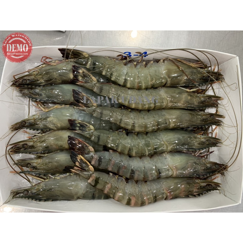 Jual Udang Segar Udang Jumbo Fresh Windu Pancet Tiger Shopee Indonesia