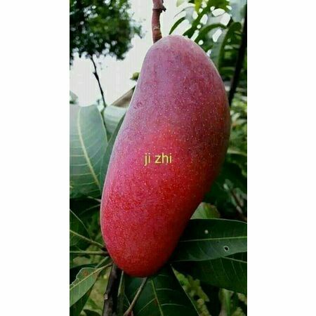 Jual BIBIT MANGGA IMPORT JI ZHI GOLDEN RED 1 METER OKULASI SUPER UNGGUL ...