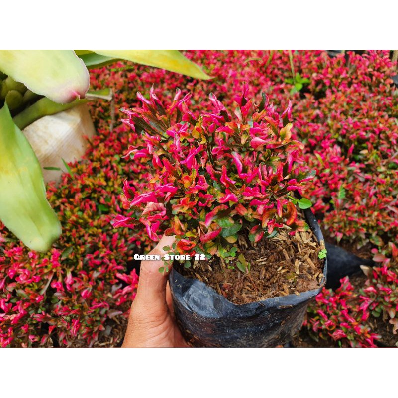 Jual Kerokot Merah Tanaman Hias Krokot Shopee Indonesia 1499