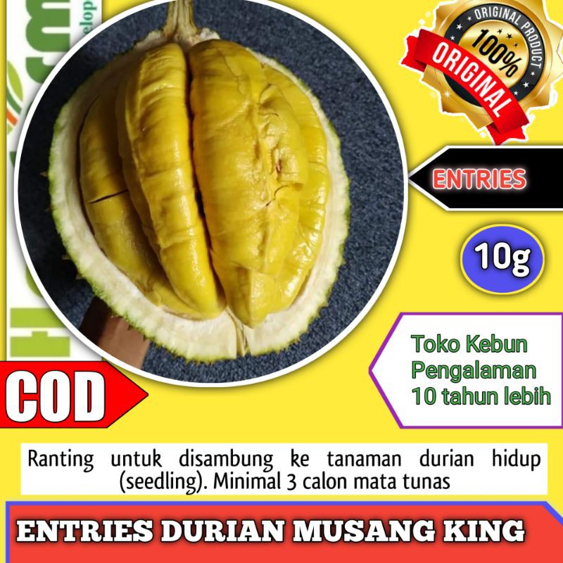 Jual Entres Durian Musang King Original Asli Pengalaman Kirim Hingga