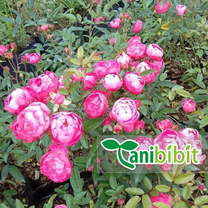 Jual Bibit Pohon Bunga Mawar Rambat Pink Tanaman Hias Climbing Rose ...