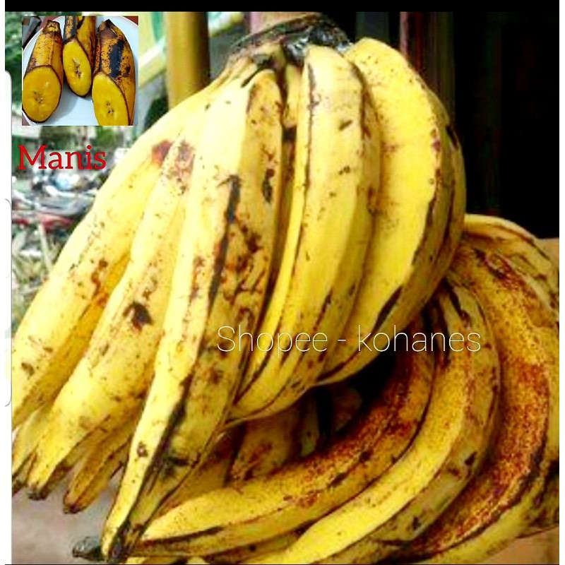 Jual PISANG TANDUK ASLI SUKABUMI FRESH (SUPER KUALITAS) | Shopee Indonesia