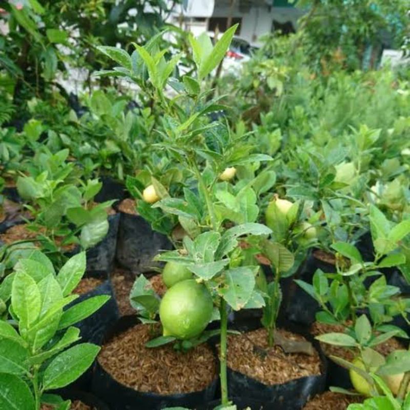 Bibit Lemon Sudah Berbuah Hasil Cangkok Super Unggul
