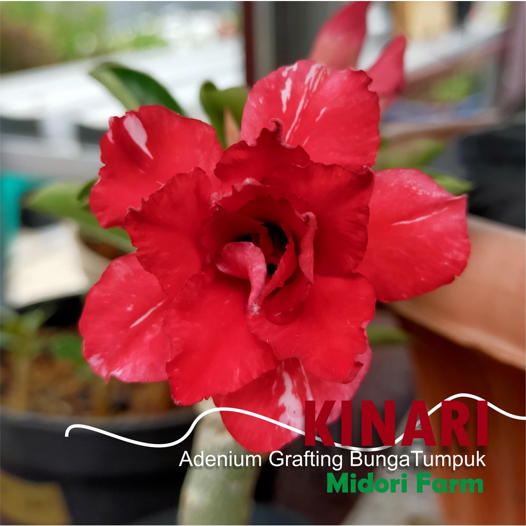 Jual Tanaman Hias Adenium Grafting Bunga Tumpuk KINARI Size A | Shopee ...