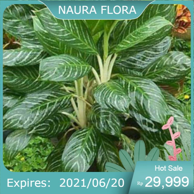 Jual Pohon Aglonema Blanceng Strip Silver Shopee Indonesia