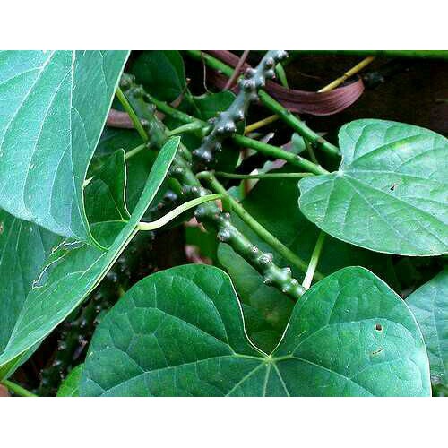 Jual Daun Brotowalibatrawali Segar By Akang Afan Shopee Indonesia 6282