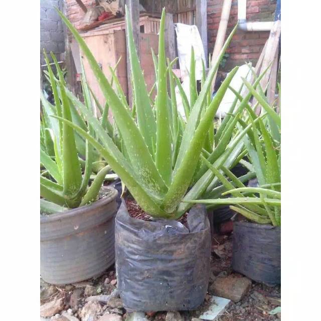 Jual Bibit Tanaman Lidah Buaya Aloe Vera Shopee Indonesia