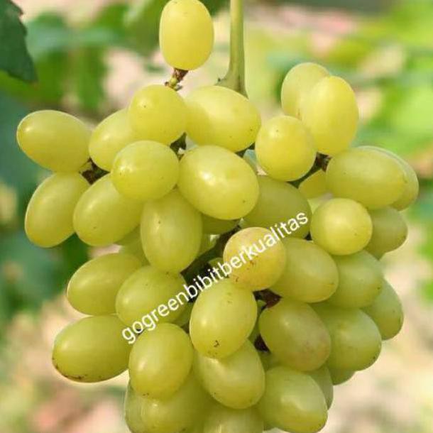 Bibit Buah Anggur yellow belgia Original