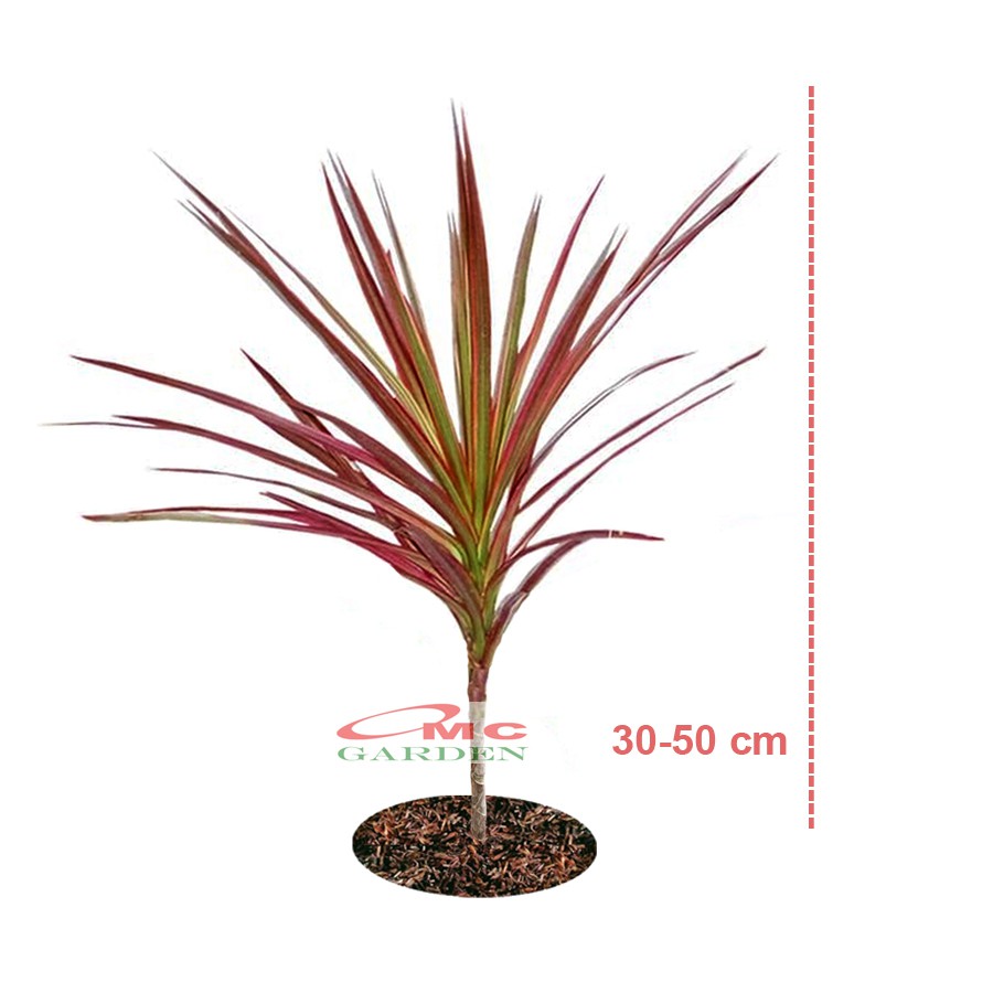 Jual Tanaman Hias Dracaena Dracena Marginata Dragon Tree Tricolor Tri ...