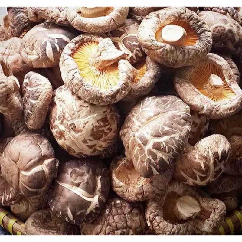 Jual Jamur hioko hyoko fuji shitake kering grade A+ 100 gram | Shopee ...