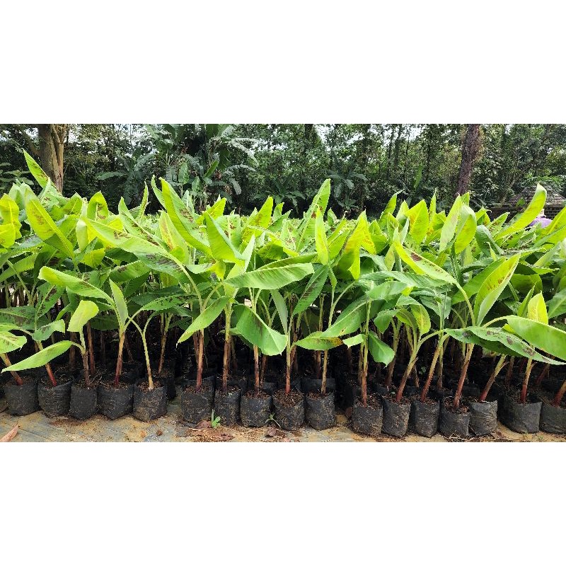 Jual Bibit Kultur Jaringan Pisang Cavendish Cj40 Shopee Indonesia 4427