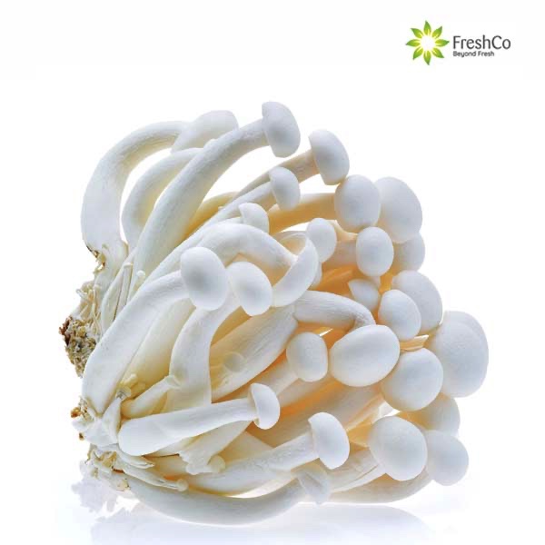 Jual FRESHCO Jamur Shimeji Putih [ 1 pcs / 150 gr ] Shopee Indonesia