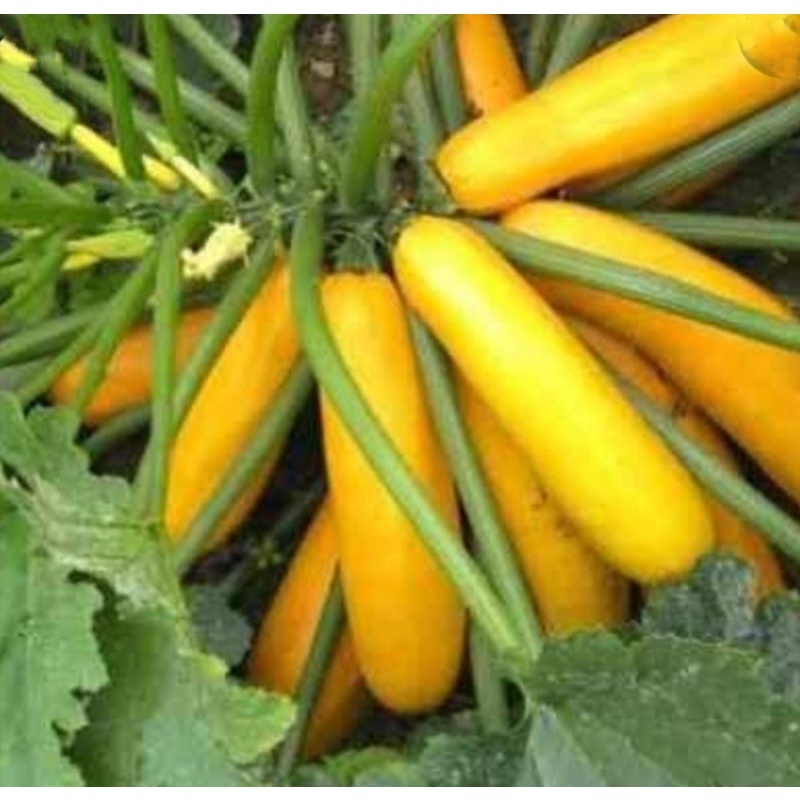 Jual benih ZUCCHINI KUNING zukini isi 1 biji | Shopee Indonesia