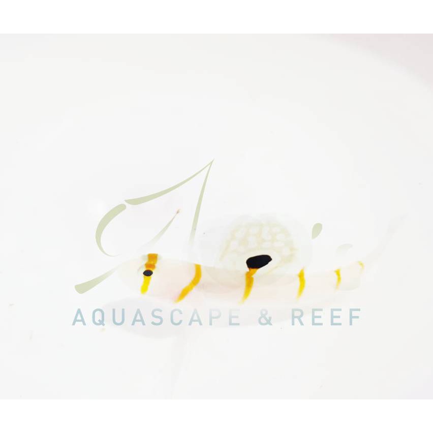 Jual Jabing Kipas (Orange Stripe Prawn Goby) | Shopee Indonesia