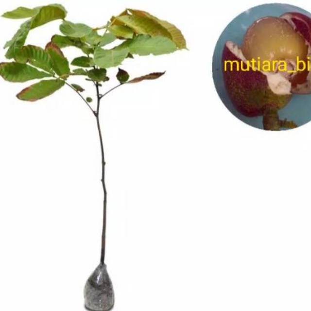 Bibit tanaman buah matoa