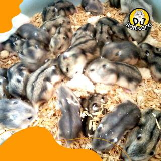 Jual Hamster winter white tiger | Argente | shapire | Shopee Indonesia