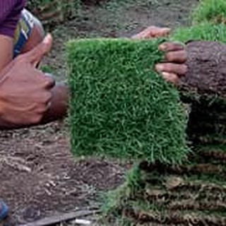 Jual Rumput Taman Jepang buat makam 15x15cm 1 lembar | Shopee Indonesia