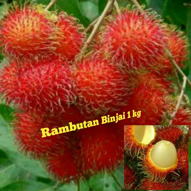 Jual Rambutan Binjai Kg Shopee Indonesia