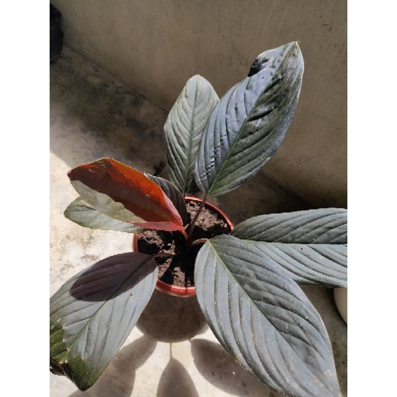 Homalomena black velvet variegata 2株セット Homalomena black velvet variegata 【公式通販】