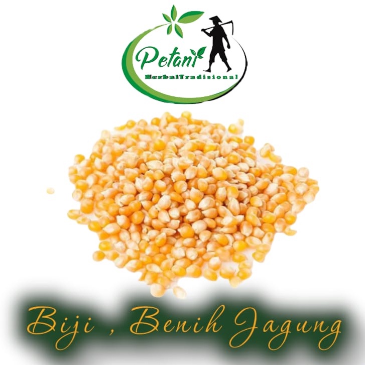 Jual Jagung Pipil Jagung Pipil Kering 250 Gram Jagung Pipil Untuk Pakan ...