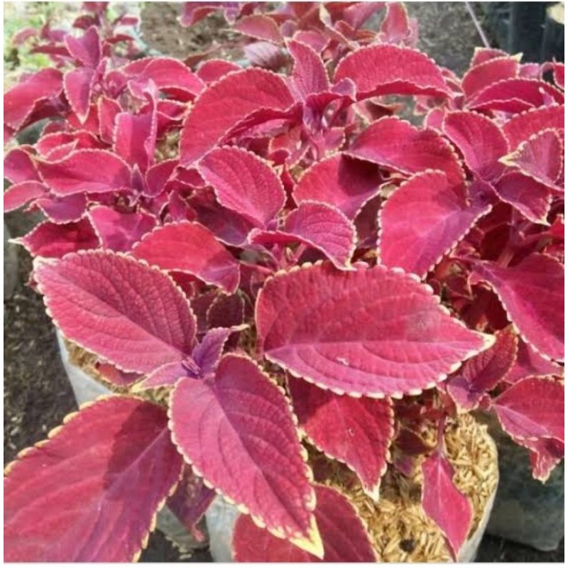 Jual pohon miyana merah / coleus red | Shopee Indonesia