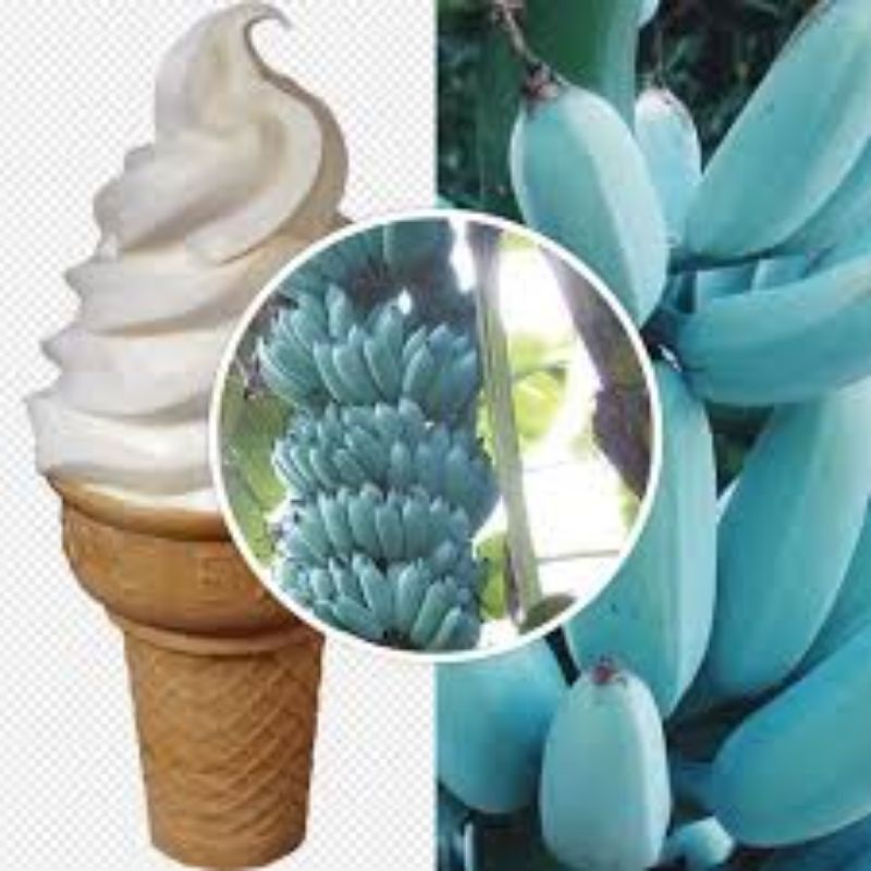 Jual PISANG BIRU BANANA BLUE JAVA RASA ES KRIM VANILA TERBATAS | Shopee ...