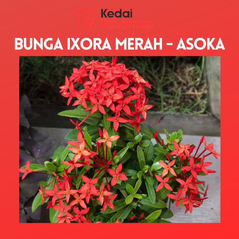 Jual Tanaman Hias Hidup Bunga Soka Merah - Bunga Asoka Merah - Bunga ...