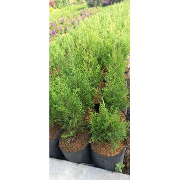 Jual tanaman hias cemara wangi cemara rentes cemara natal | Shopee ...