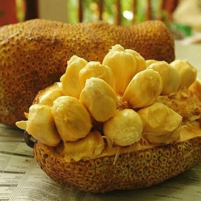 Jual Juz Bibit Pohon Nangkadak - Tanaman Buah Nangkadak Hasil Nangka ...