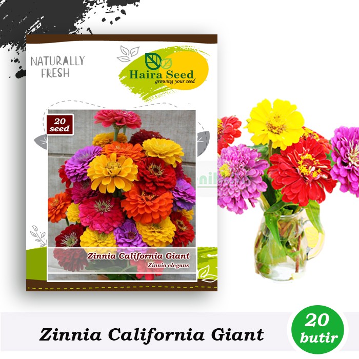 Jual Benih-Bibit Bunga Zinnia California Giant Mix (Haira Seed ...