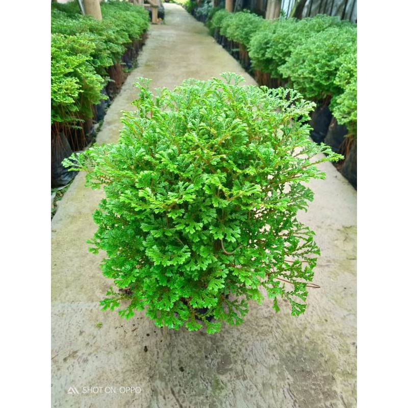 Jual Tanaman hias rane (lumut) | Shopee Indonesia