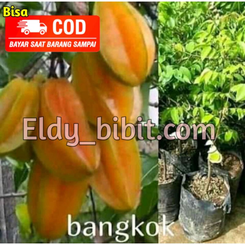 Jual Blimbing bankok (bisa cod kemana saja) | Shopee Indonesia