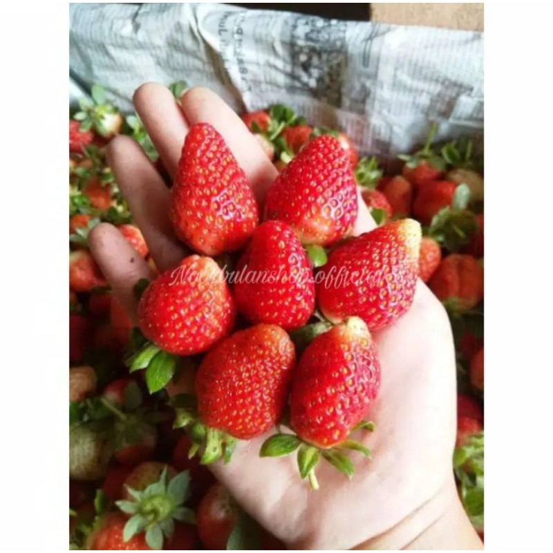 Jual Strawberry Buah 200gr (isi 12-15 Pcs) | Shopee Indonesia