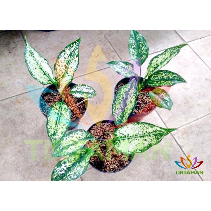 Jual Aglaonema Spring Snow White Remaja (+/-20 cm / 4-5 Helai Daun ...