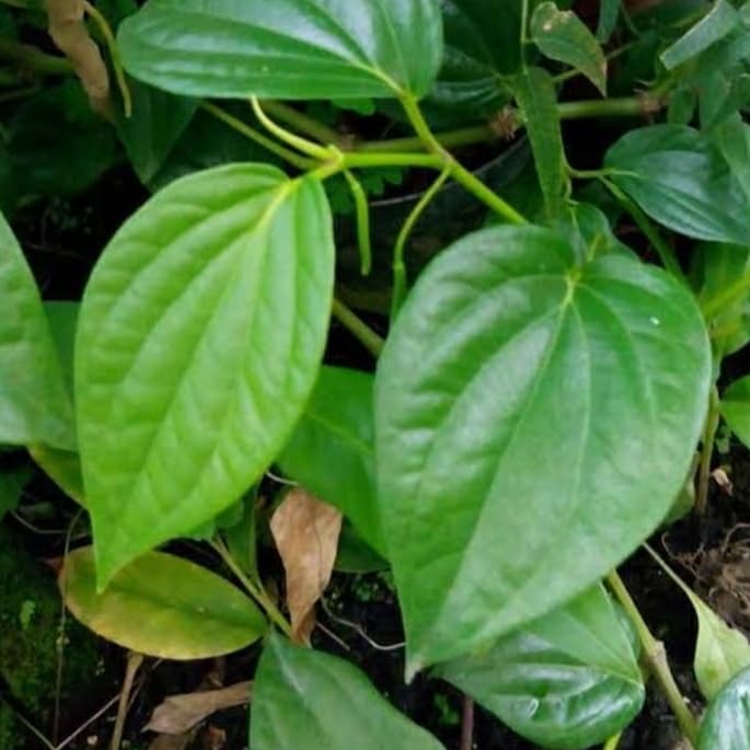 Jual tanaman herbal sirih hijau - pohon sirih hijau | Shopee Indonesia