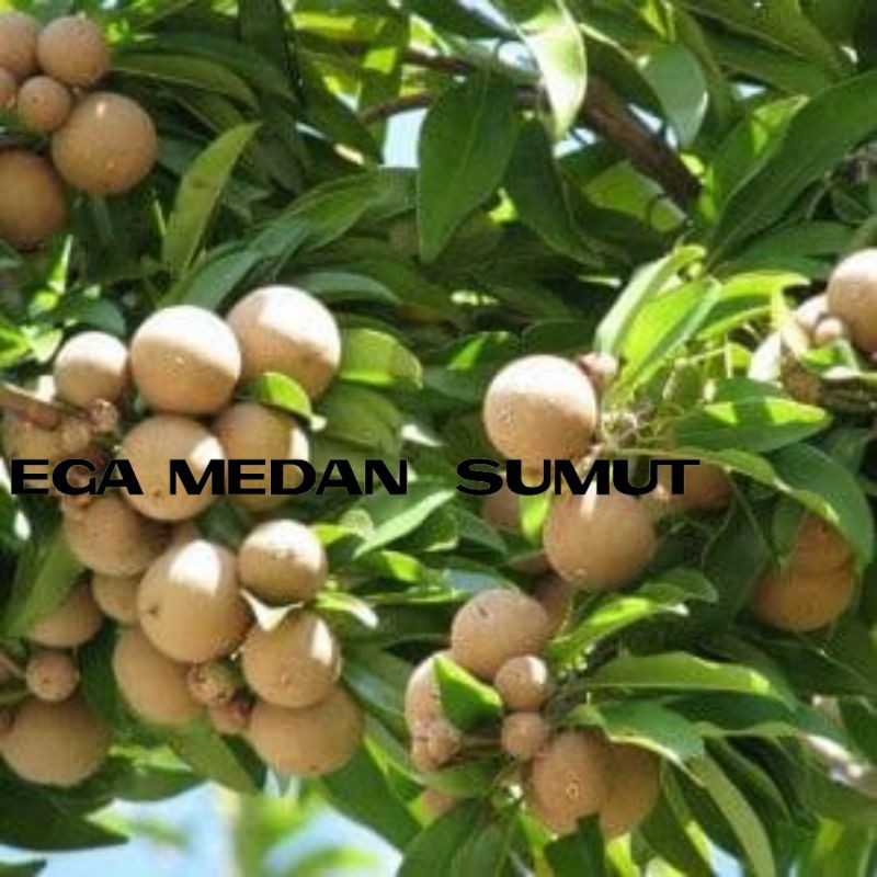 Jual Tanaman Hidup Tabulampot Bibit Buah Sawo Manila 30 Sd 50 Cm