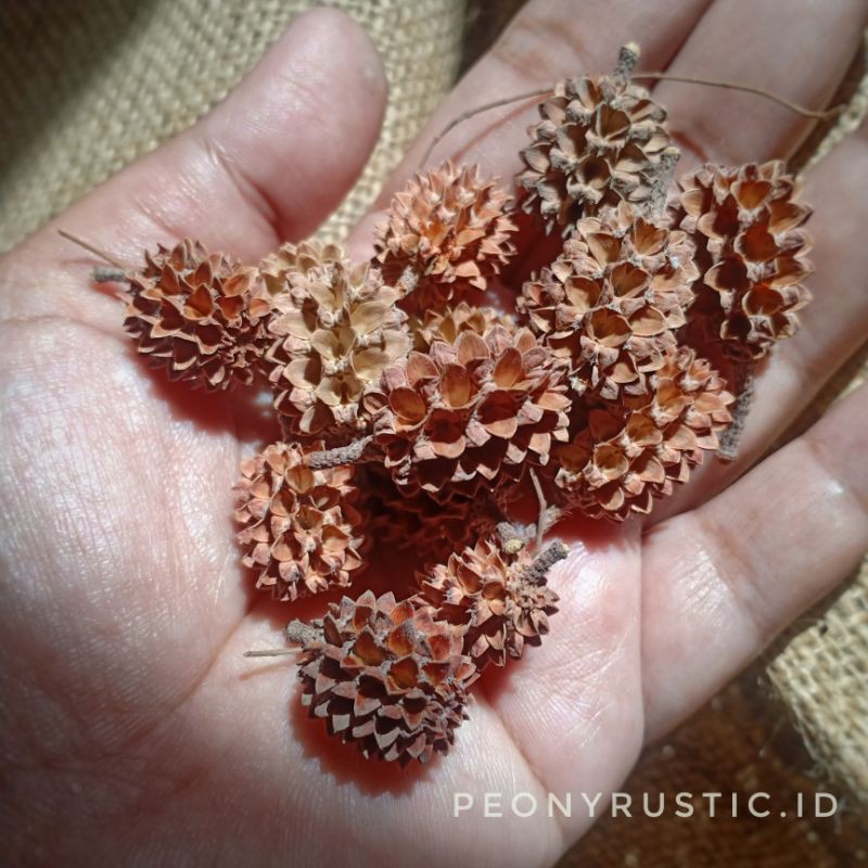 Jual Duren Mini / Durian Mini / Biji cemara pantai / Biji Pinus ...